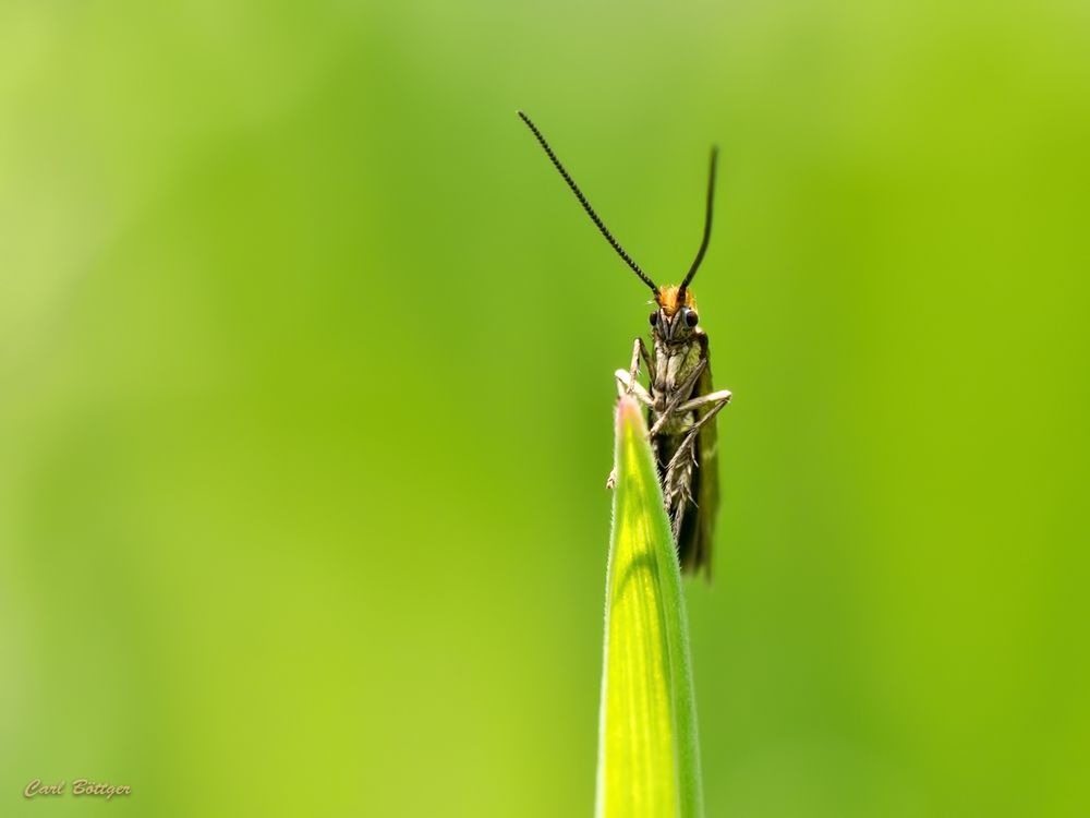 Frontal - Micropterix aruncella