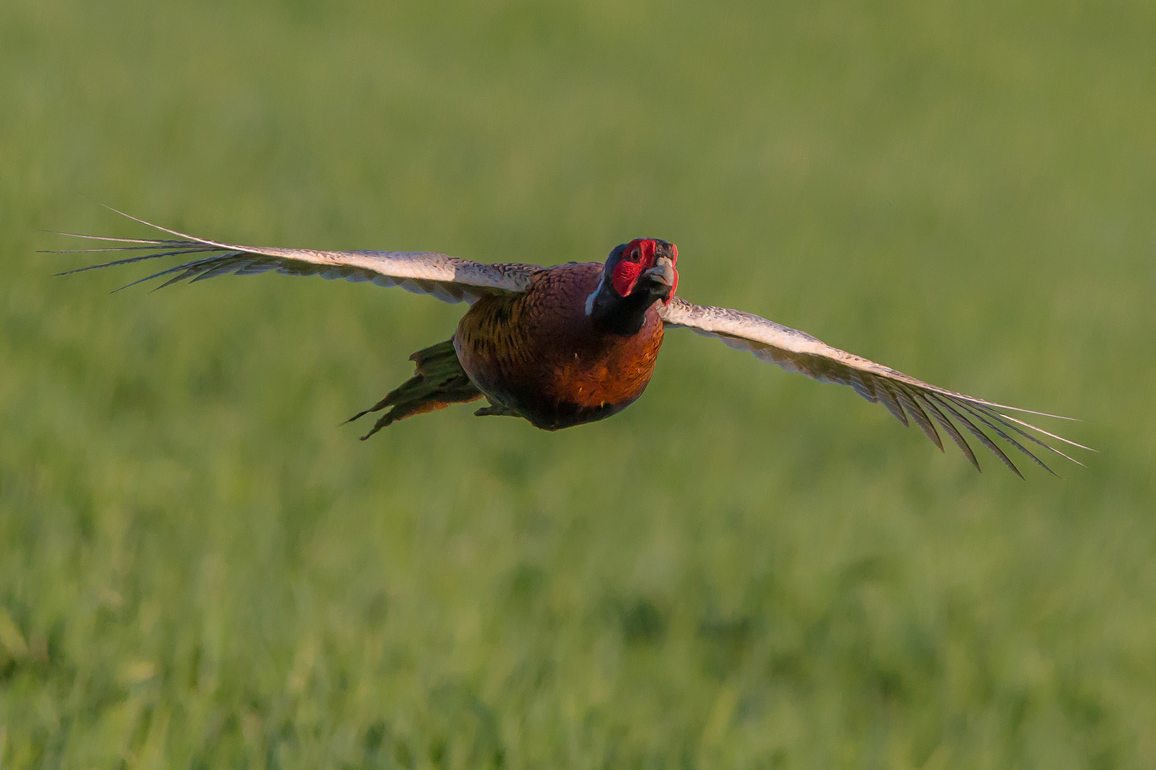 frontal-(Phasianus colchicus)