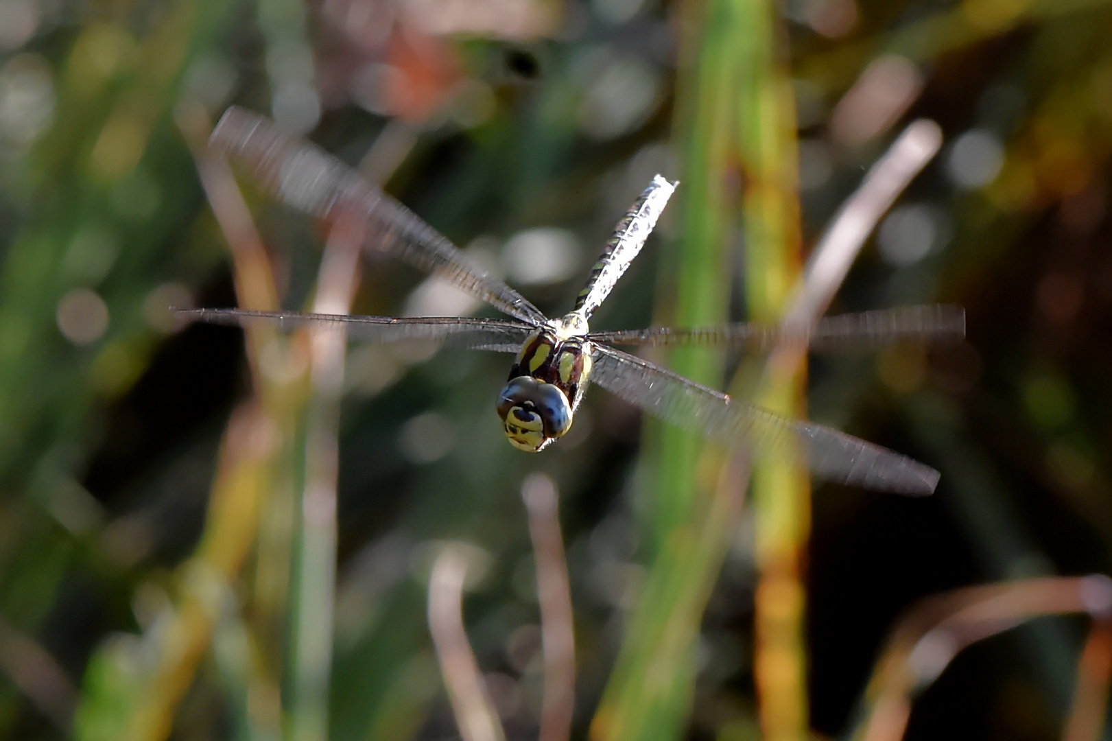 Frontalanflug