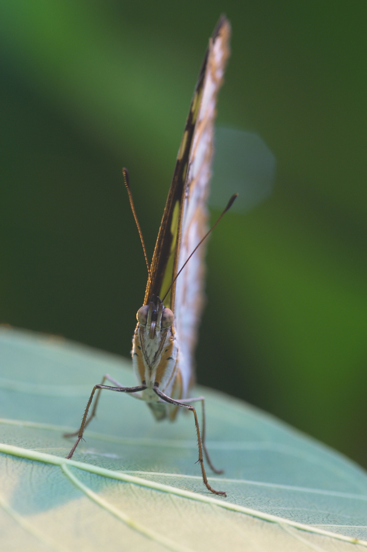 Frontalansicht eines Schmetterlings