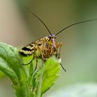 Frontale einer Skorpionsfliege