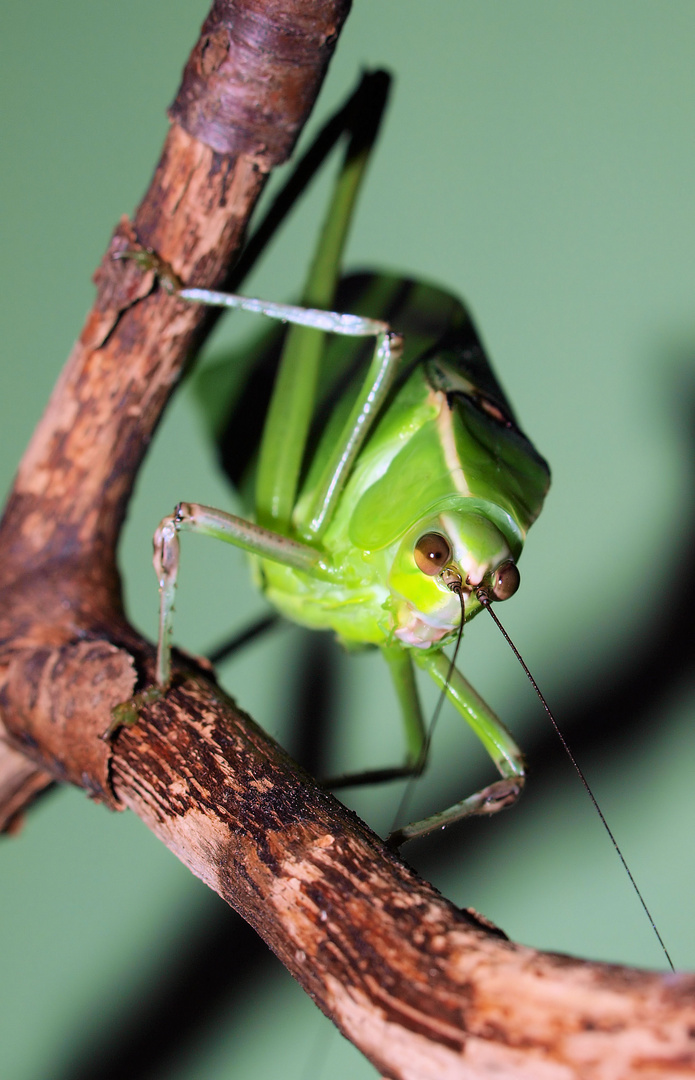 Frontaler Blick