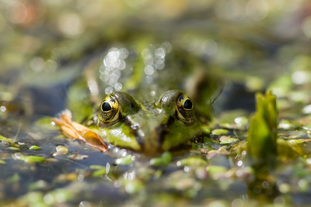 Frontaler Frosch Foto & Bild  tiere, wildlife, amphibien & reptilien  Bilder auf fotocommunity