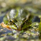 Frontaler Frosch