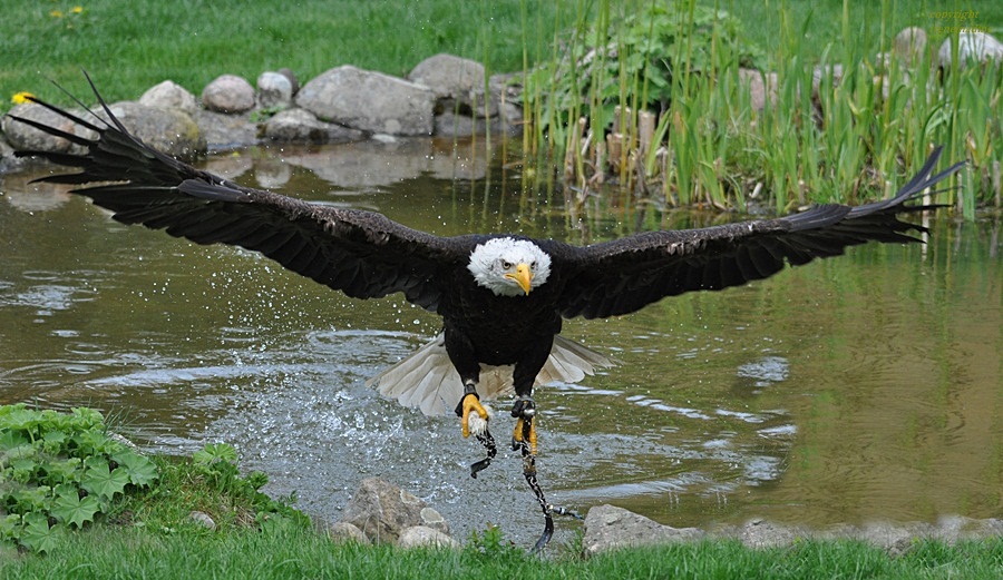 Frontalflug mit Beute !!!