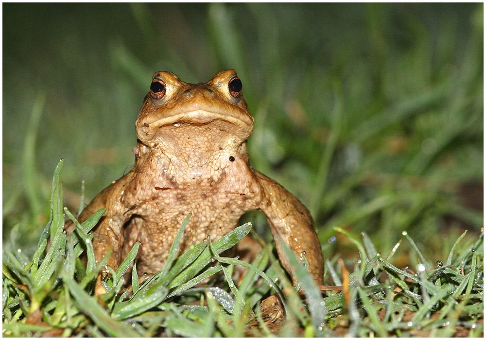 Frontalfrosch