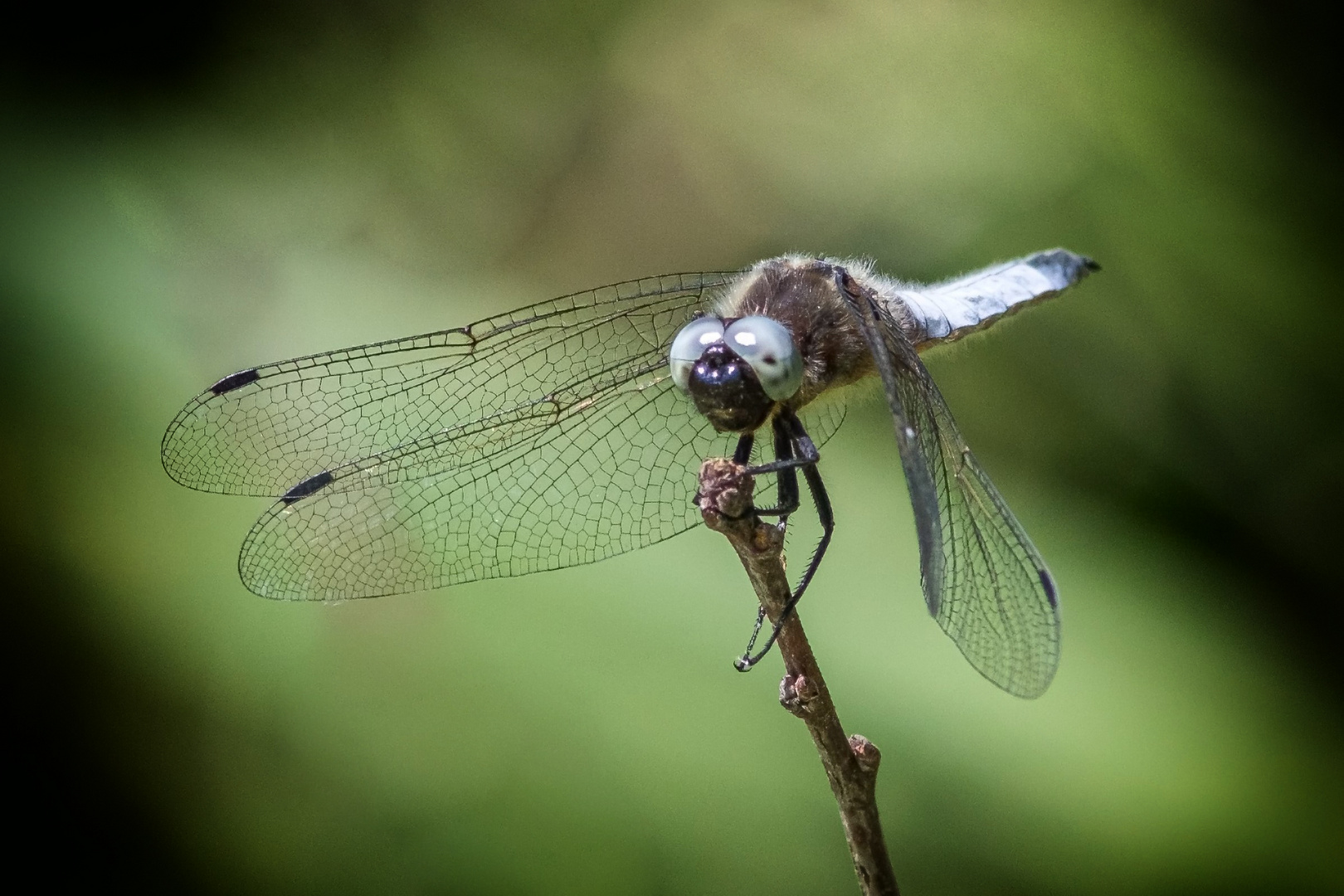 Frontansicht Spitzenfleck Libelle