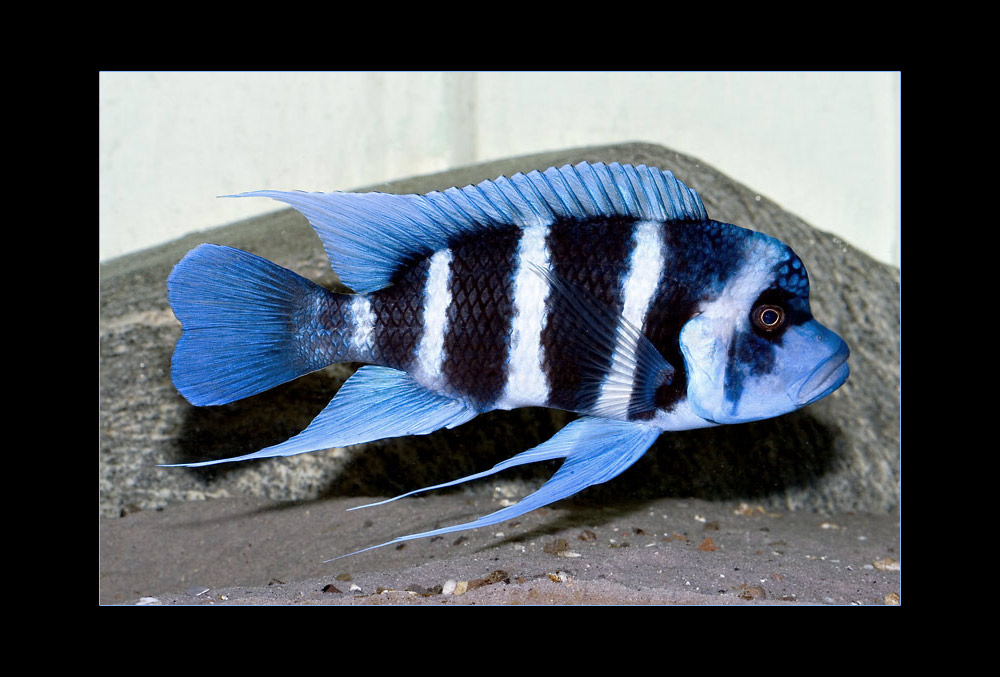 Frontosa Blue Zaire Foto & Bild | tiere, haustiere, aquaristik Bilder