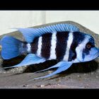 Frontosa Blue Zaire