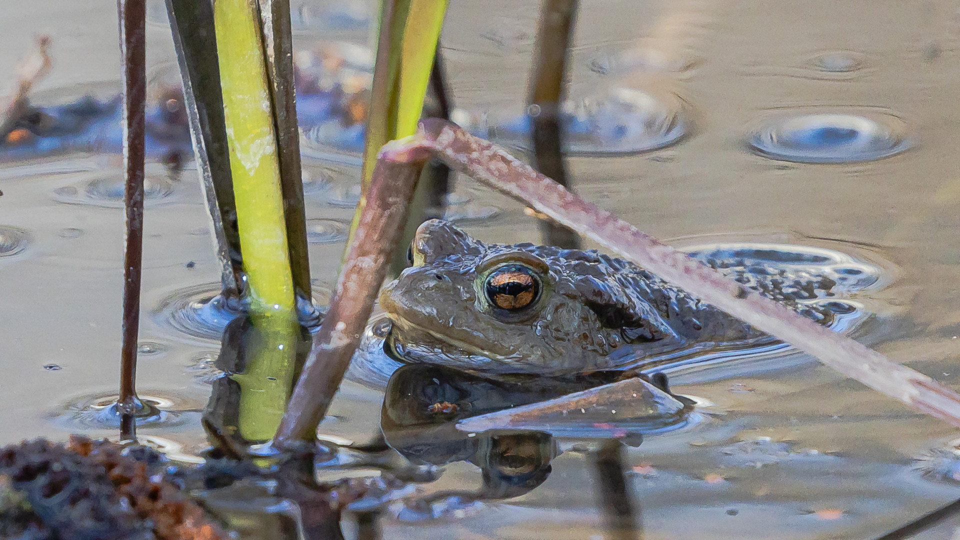 Frosch...