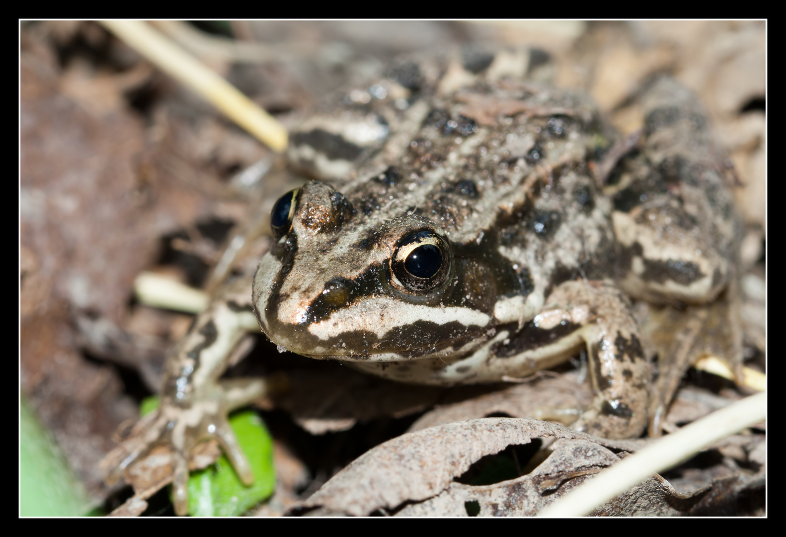 Frosch 01