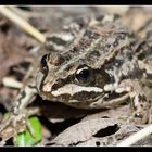 Frosch 01