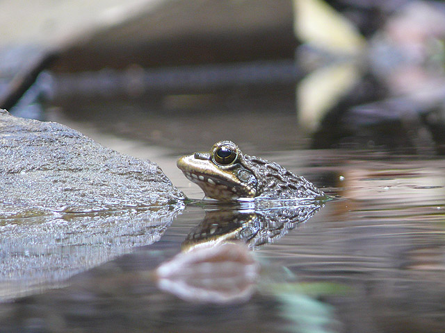 Frosch