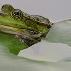 Frosch 02