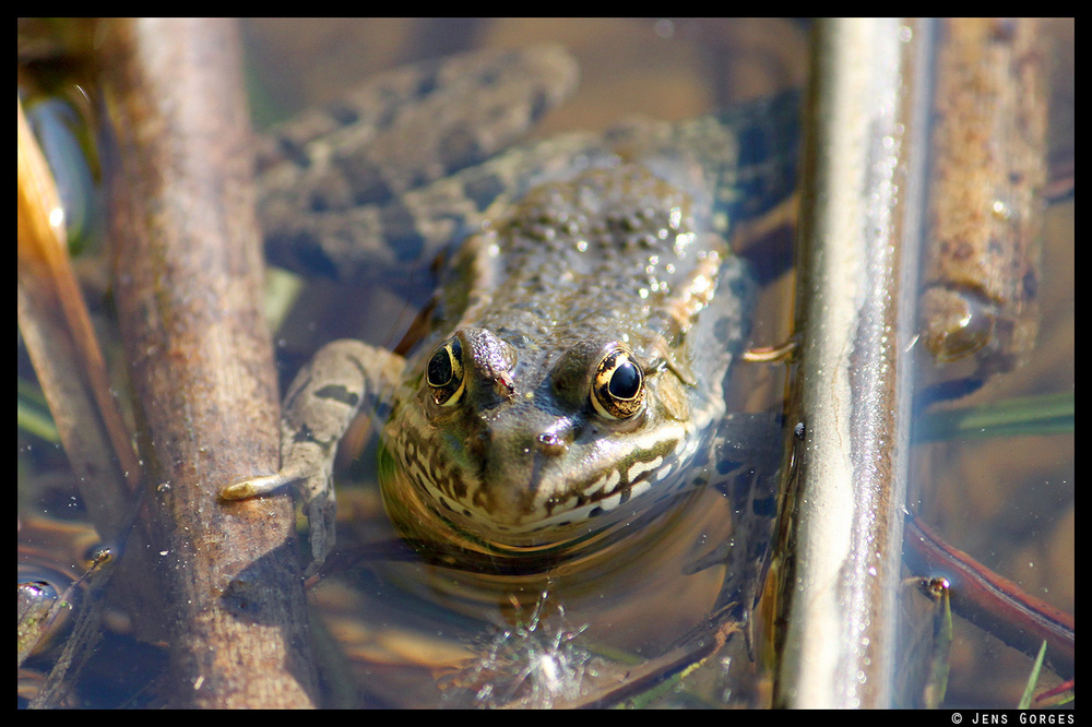 Frosch