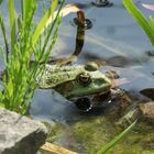 Frosch