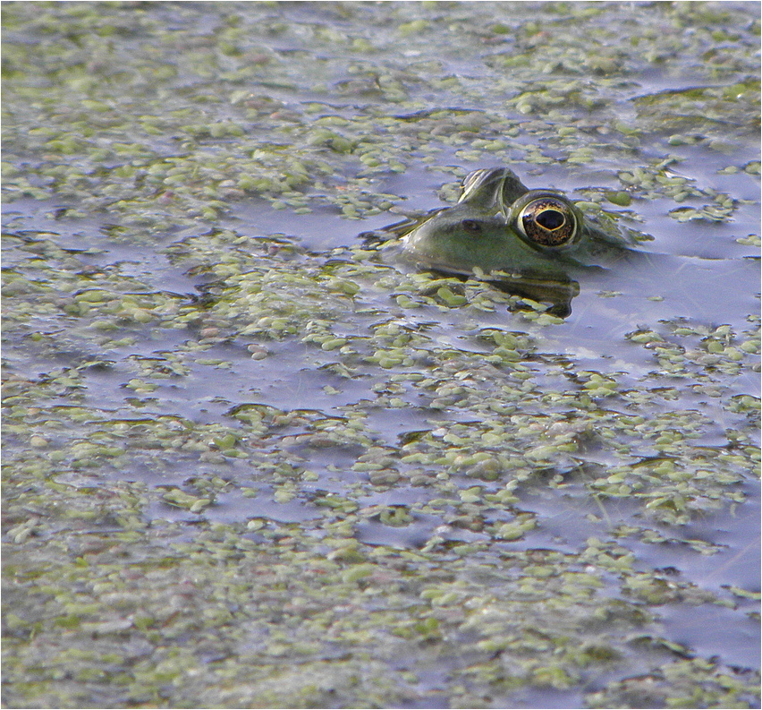 Frosch