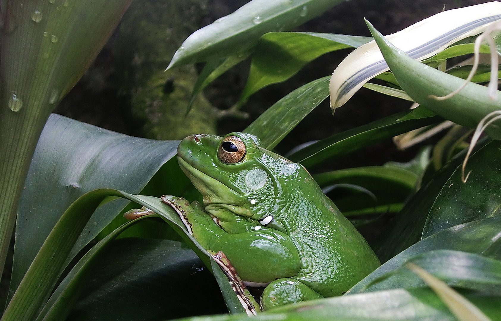 Frosch