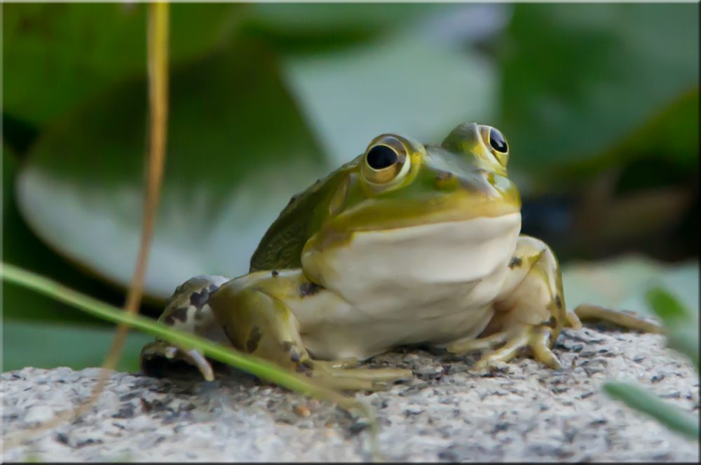 Frosch