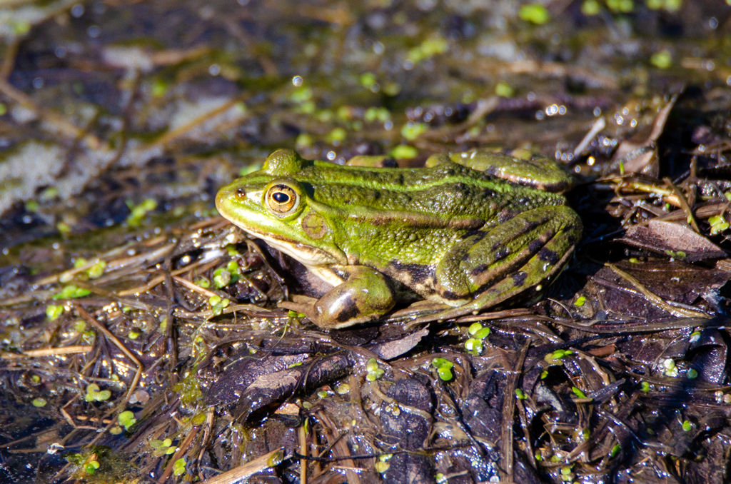 Frosch