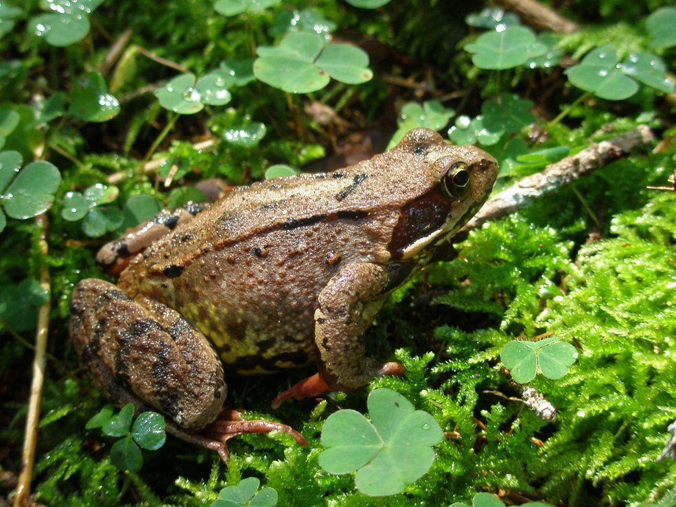 Frosch