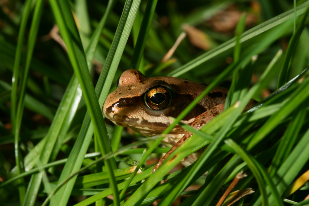 frosch