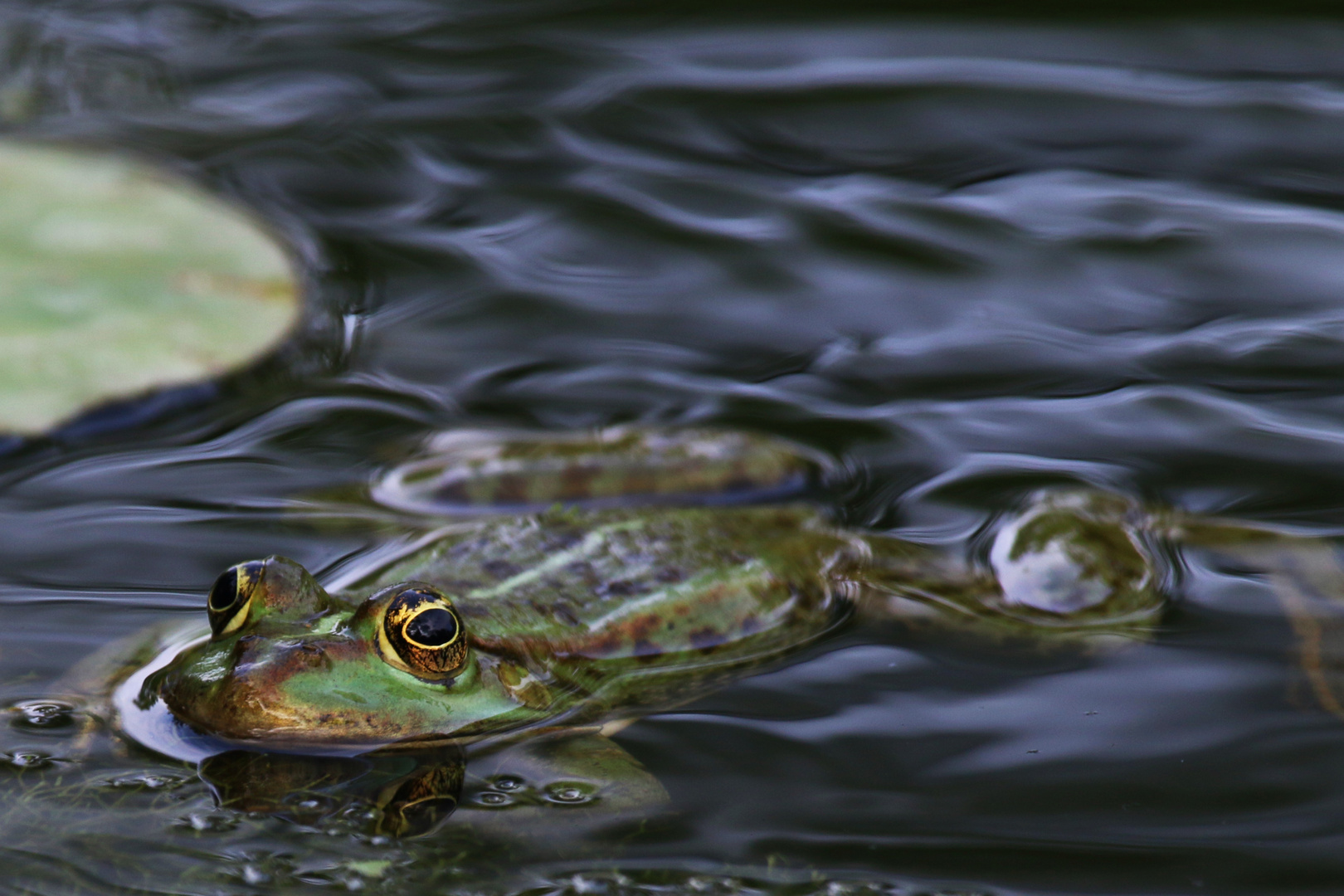 Frosch