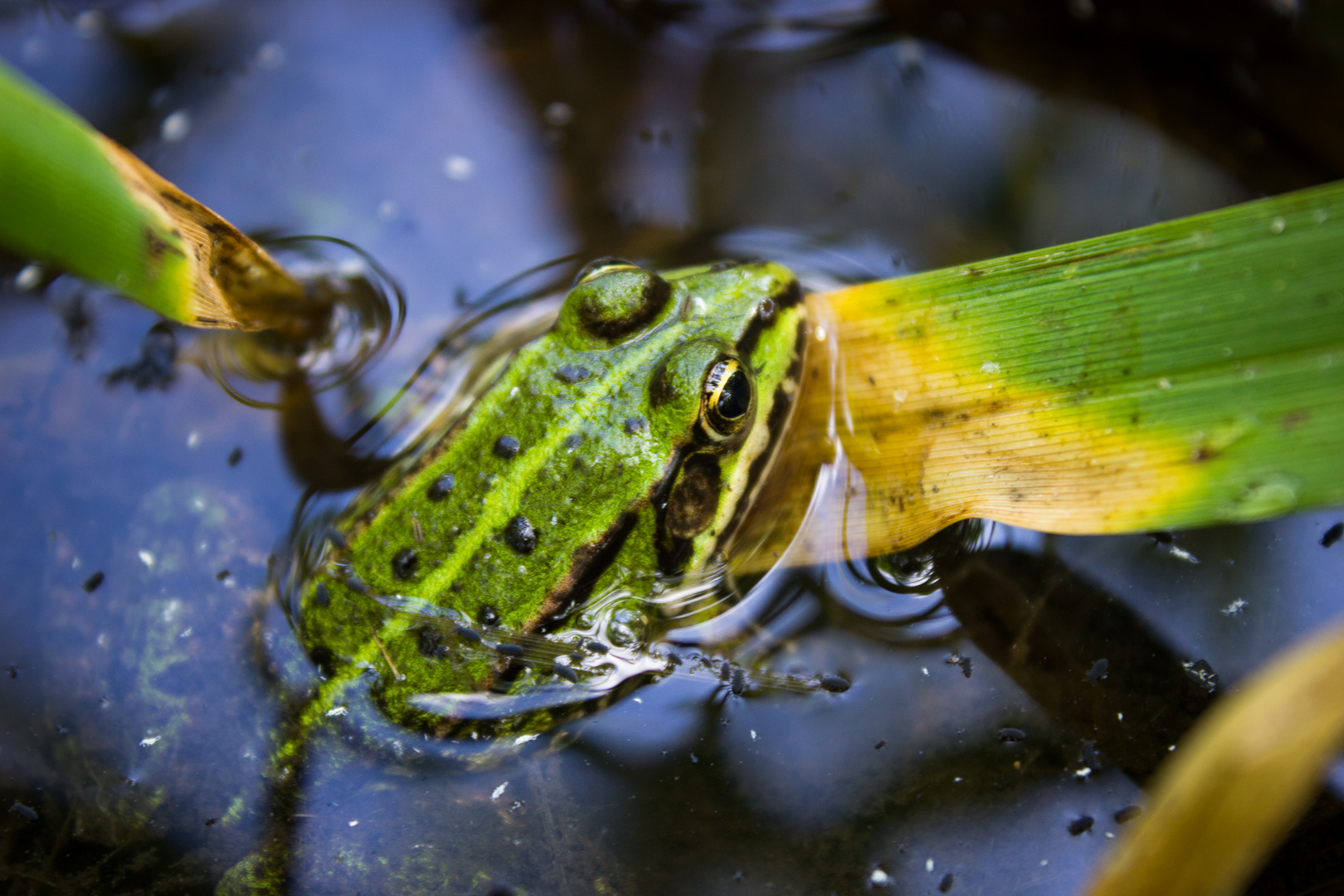 Frosch