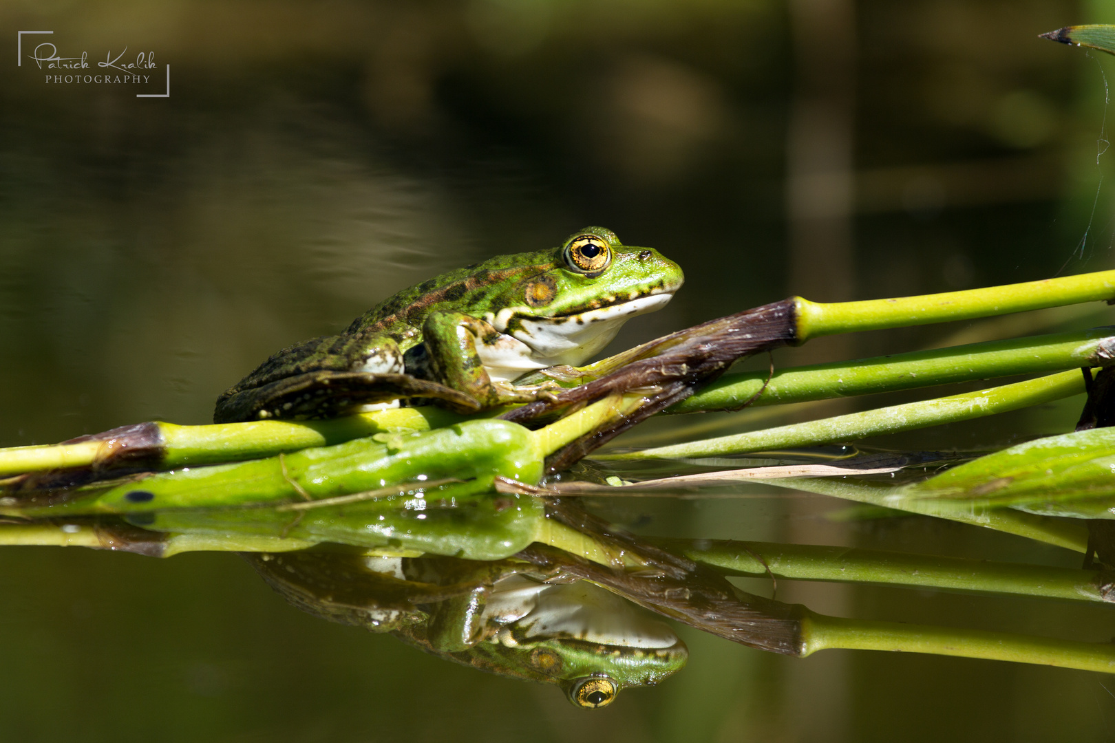 Frosch