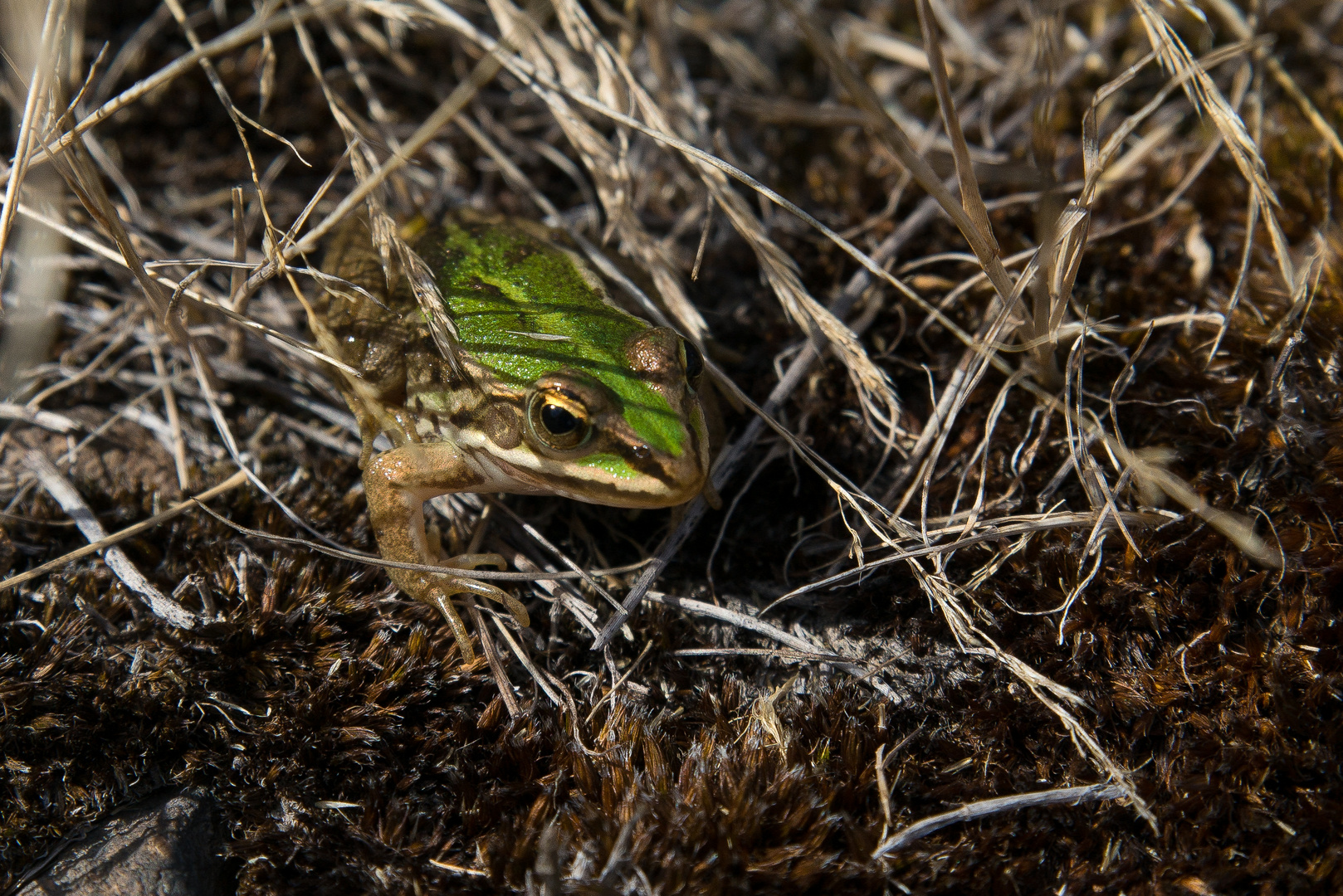 Frosch