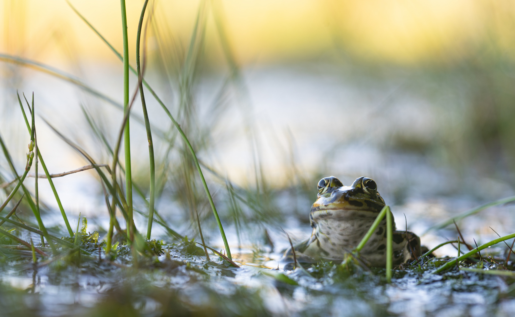 _________Frosch___