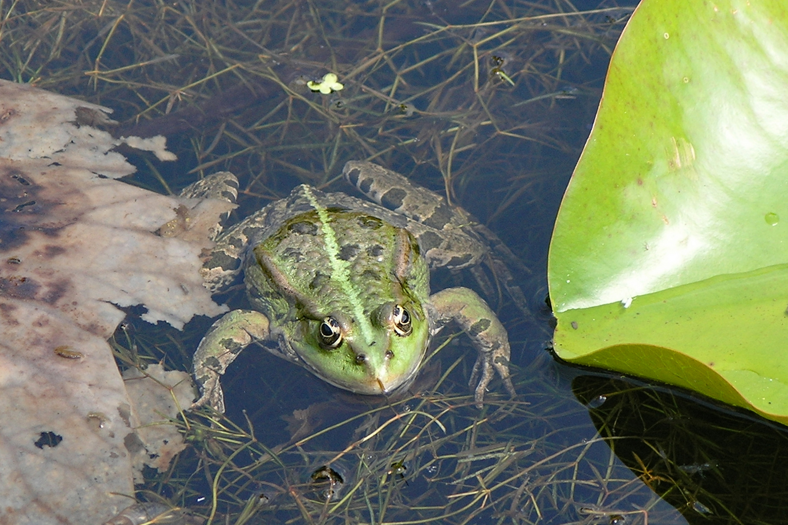 Frosch