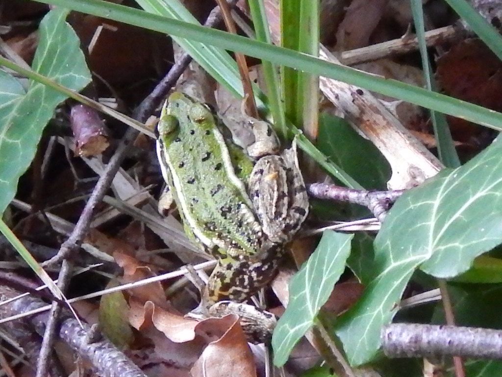 Frosch