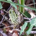 Frosch