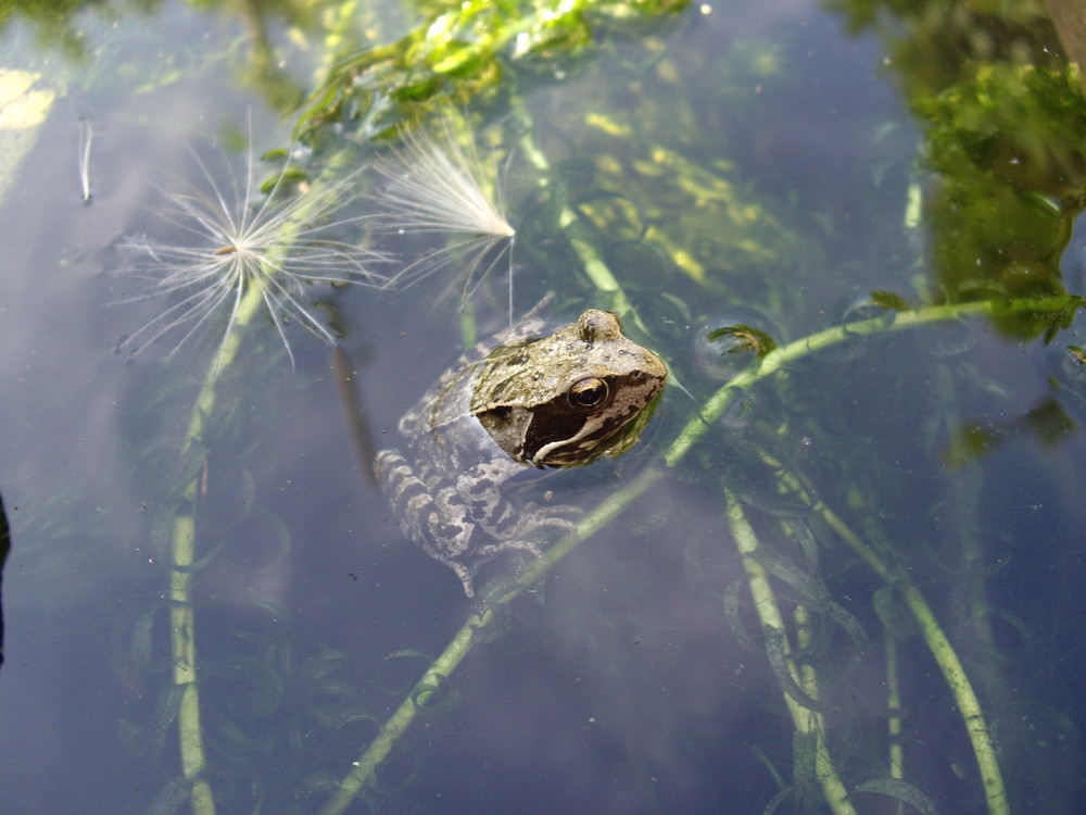 Frosch