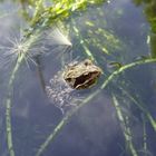 Frosch