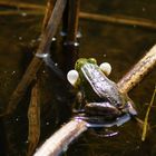 Frosch