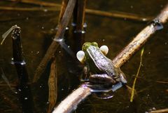 Frosch