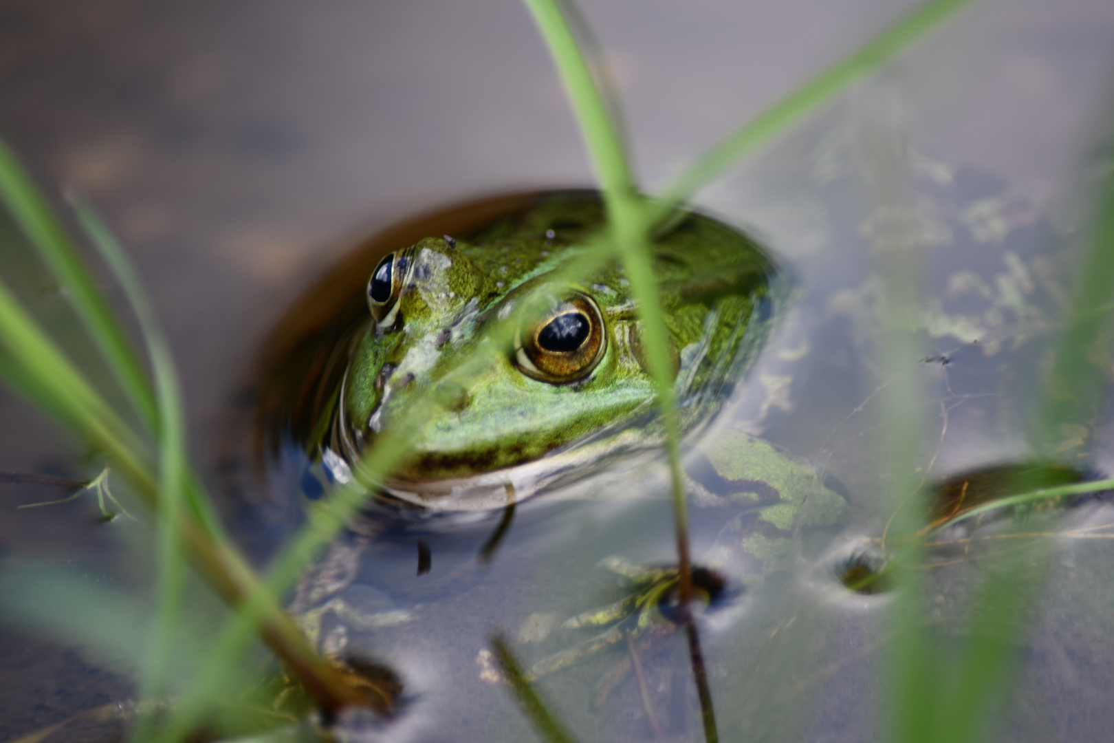 Frosch