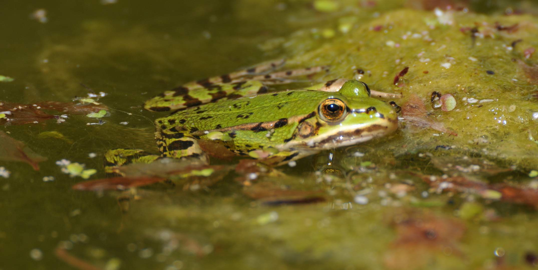 Frosch 1