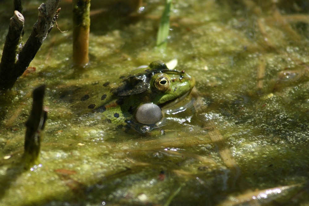 Frosch 1