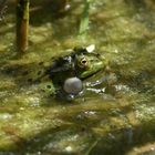 Frosch 1