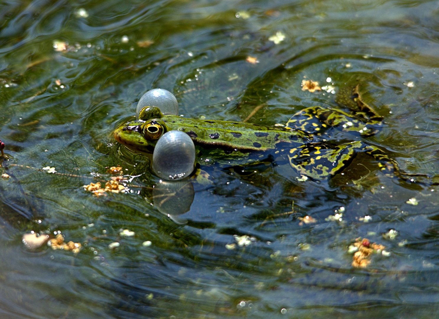 Frosch 1