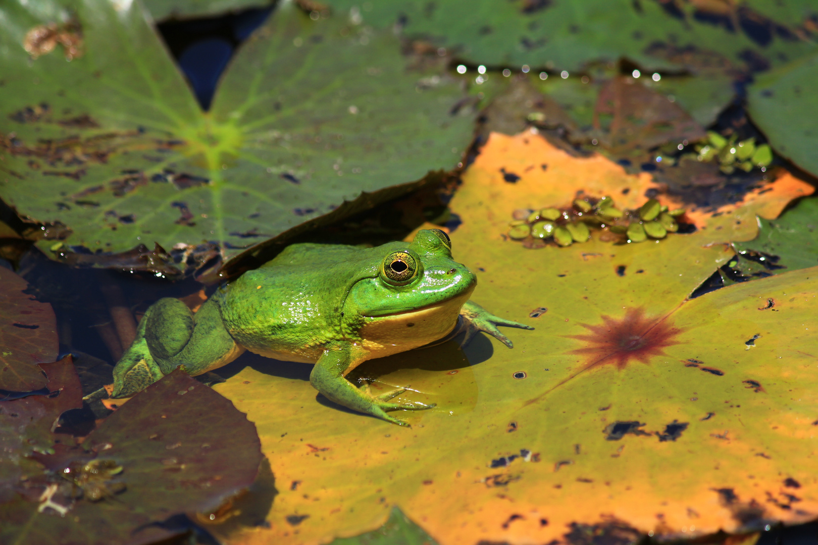 Frosch 1