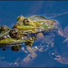 FROSCH 1