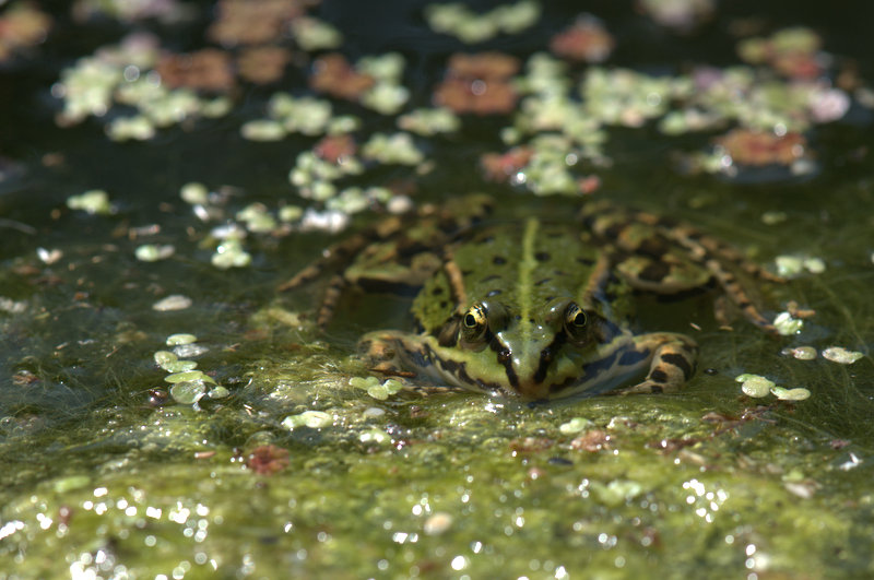 Frosch 1