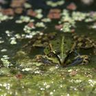 Frosch 1