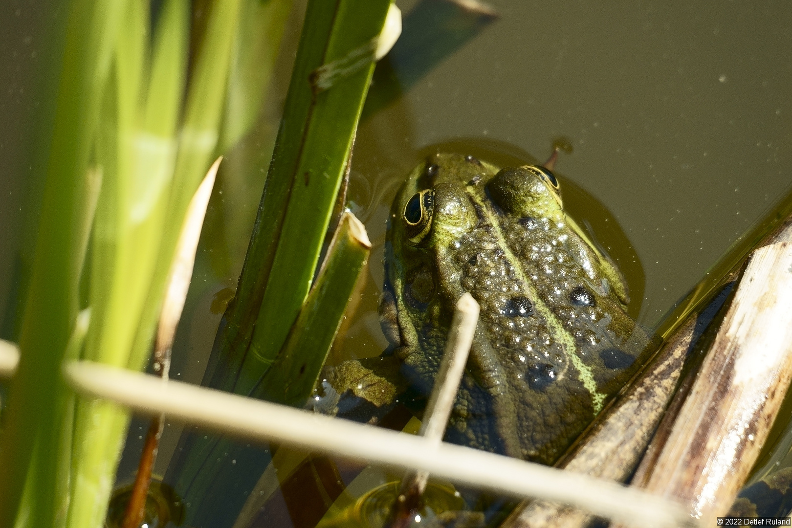 Frosch # 1