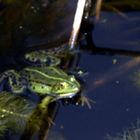  Frosch 1