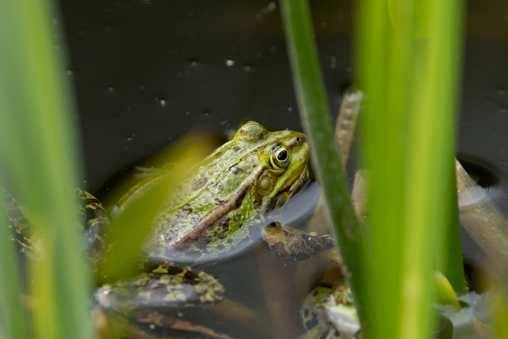 Frosch 1